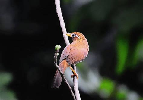 養鳥禁忌|【鳥風水】養鳥風水知多少？居家養鳥禁忌大公開，讓你財運亨通。